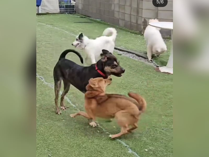 Lieber Boxermix mit Sinn für Abenteuer ,aber auch Sofa 25kg geb.2022