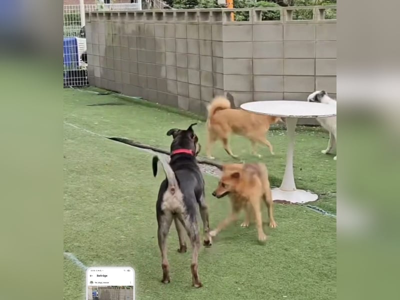 Lieber Boxermix mit Sinn für Abenteuer ,aber auch Sofa 25kg geb.2022