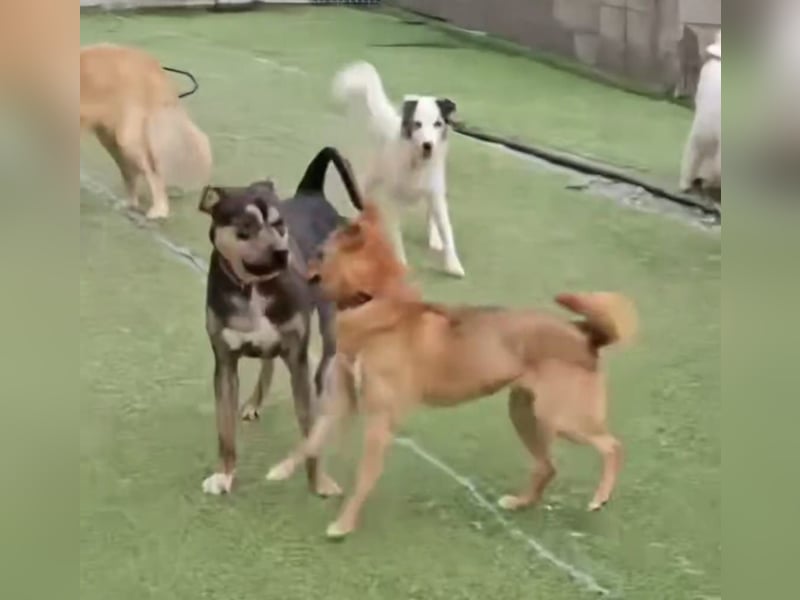 Lieber Boxermix mit Sinn für Abenteuer ,aber auch Sofa 25kg geb.2022