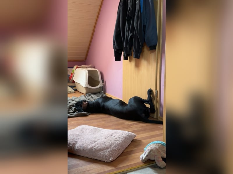 Kenzo- Ein treuer Begleiter sucht ein liebevolles zuhause