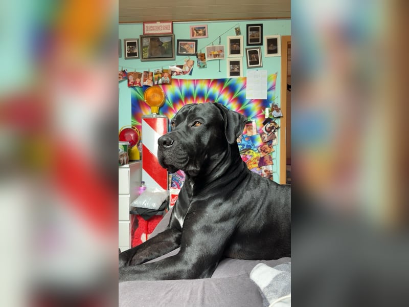 Kenzo- Ein treuer Begleiter sucht ein liebevolles zuhause