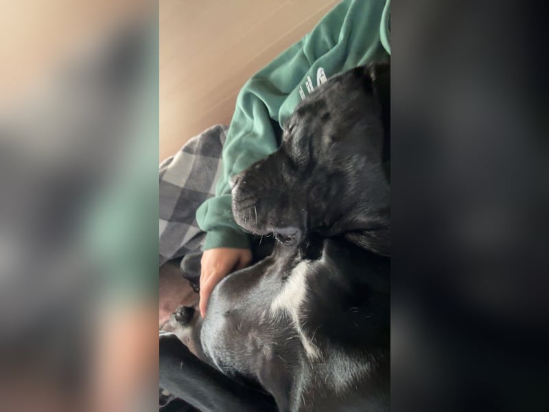 Kenzo- Ein treuer Begleiter sucht ein liebevolles zuhause