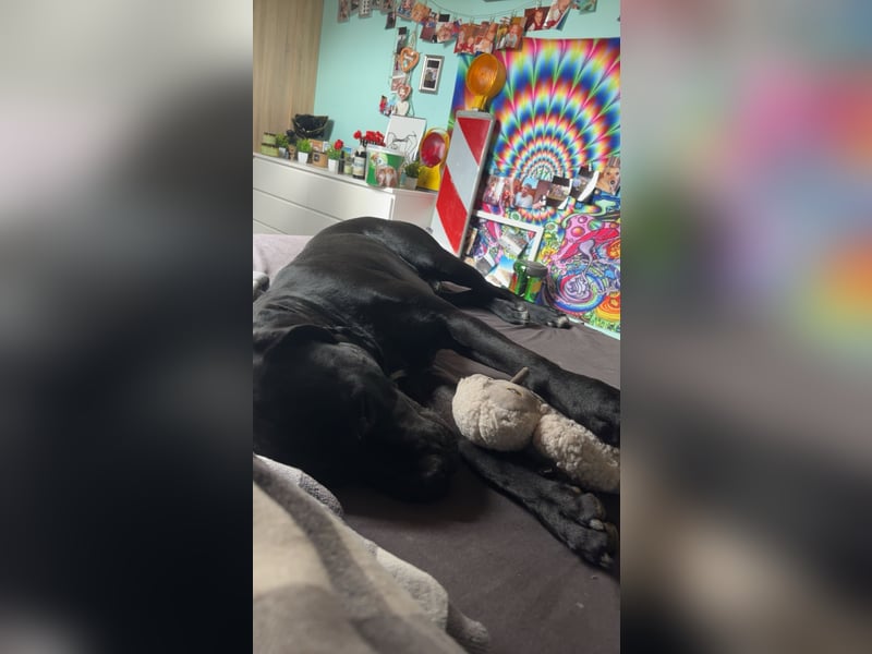 Kenzo- Ein treuer Begleiter sucht ein liebevolles zuhause