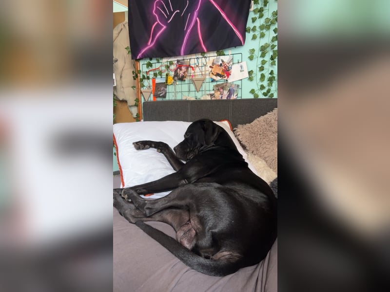 Kenzo- Ein treuer Begleiter sucht ein liebevolles zuhause