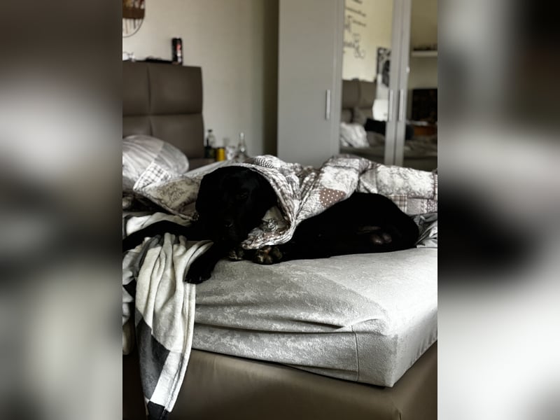 Kenzo- Ein treuer Begleiter sucht ein liebevolles zuhause