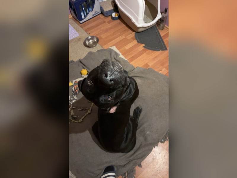 Kenzo- Ein treuer Begleiter sucht ein liebevolles zuhause