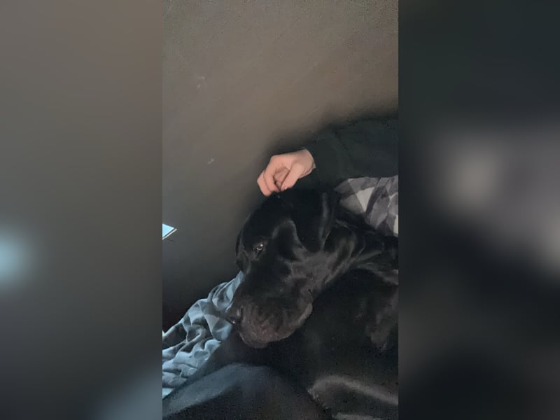 Kenzo- Ein treuer Begleiter sucht ein liebevolles zuhause