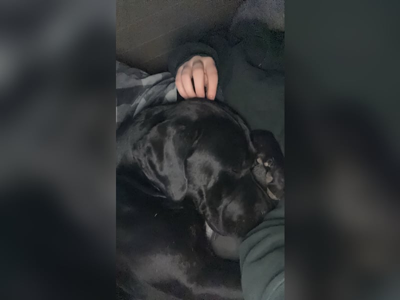 Kenzo- Ein treuer Begleiter sucht ein liebevolles zuhause
