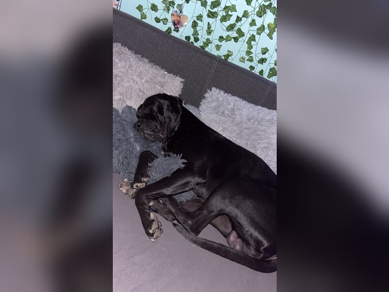 Kenzo- Ein treuer Begleiter sucht ein liebevolles zuhause