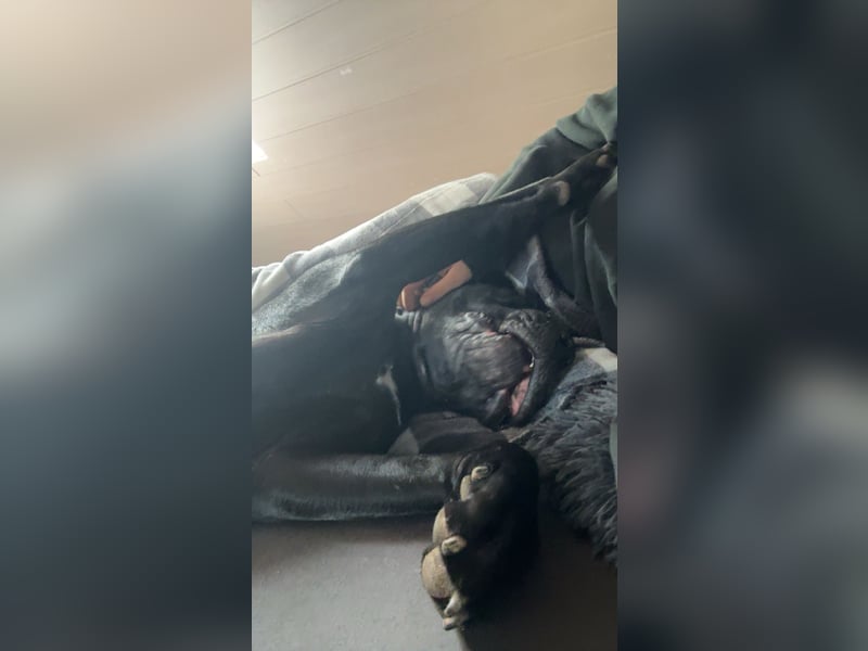 Kenzo- Ein treuer Begleiter sucht ein liebevolles zuhause