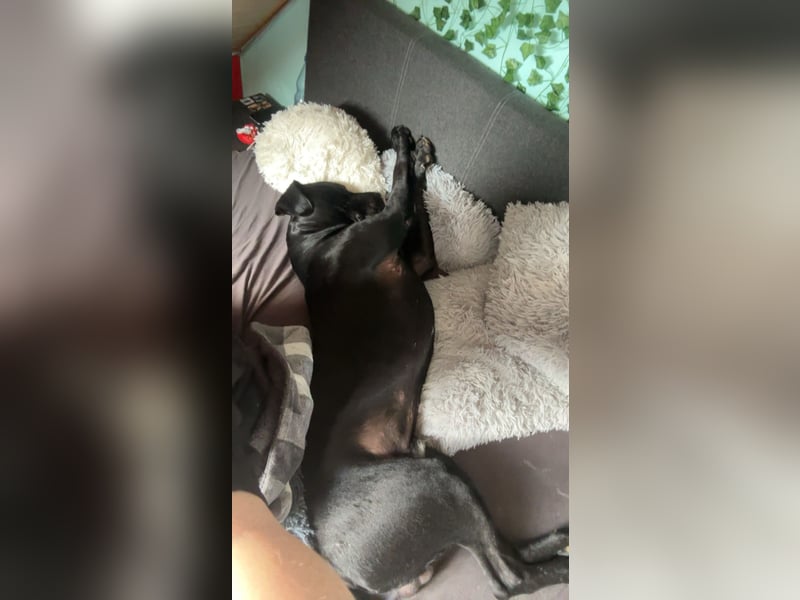 Kenzo- Ein treuer Begleiter sucht ein liebevolles zuhause