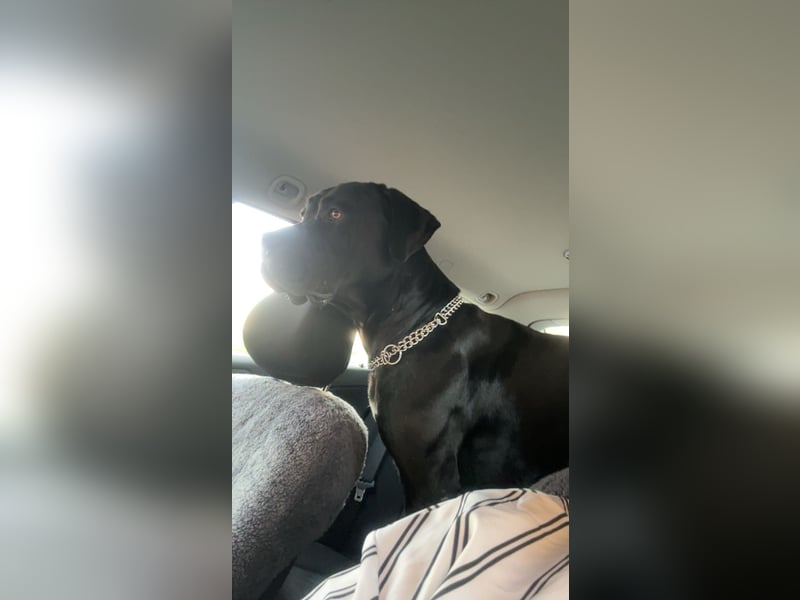 Kenzo- Ein treuer Begleiter sucht ein liebevolles zuhause