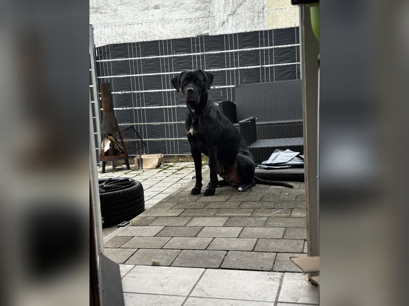 Kenzo- Ein treuer Begleiter sucht ein liebevolles zuhause