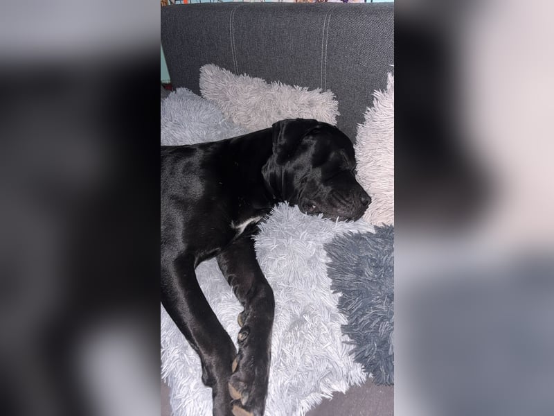 Kenzo- Ein treuer Begleiter sucht ein liebevolles zuhause