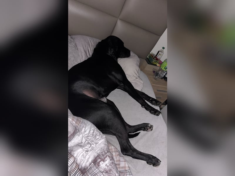 Kenzo- Ein treuer Begleiter sucht ein liebevolles zuhause
