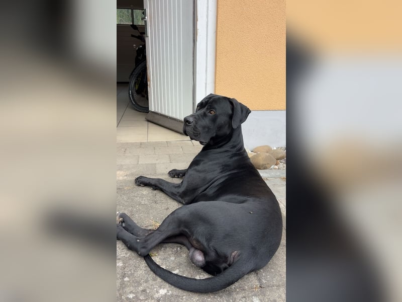 Kenzo- Ein treuer Begleiter sucht ein liebevolles zuhause