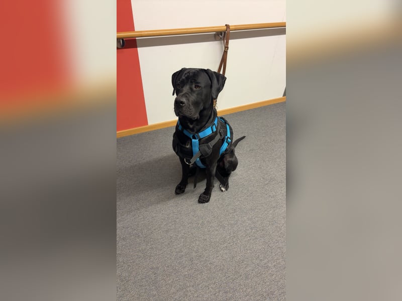 Kenzo- Ein treuer Begleiter sucht ein liebevolles zuhause