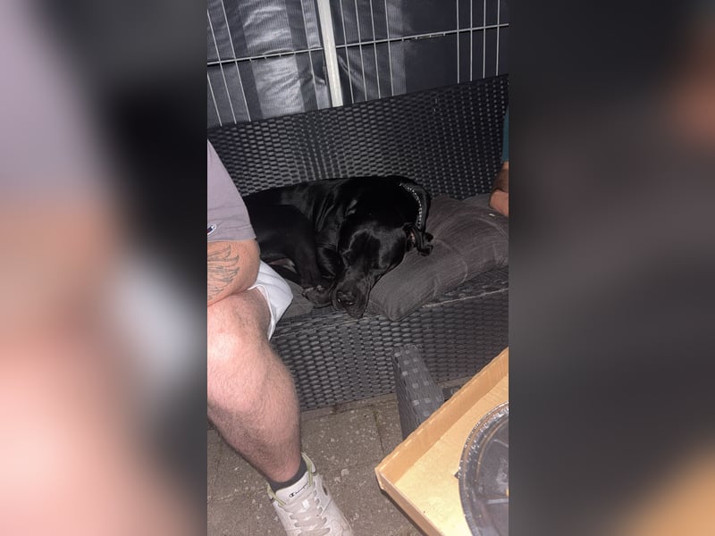 Kenzo- Ein treuer Begleiter sucht ein liebevolles zuhause