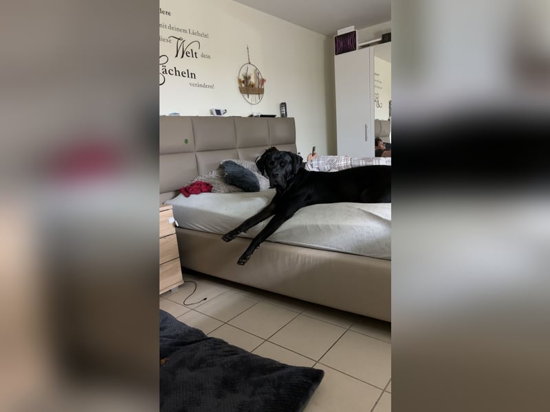 Kenzo- Ein treuer Begleiter sucht ein liebevolles zuhause