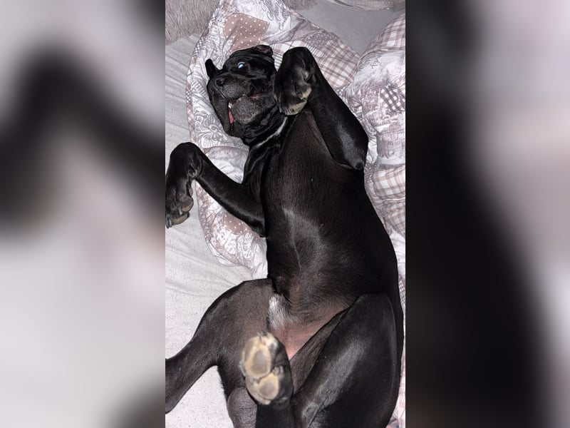 Kenzo- Ein treuer Begleiter sucht ein liebevolles zuhause