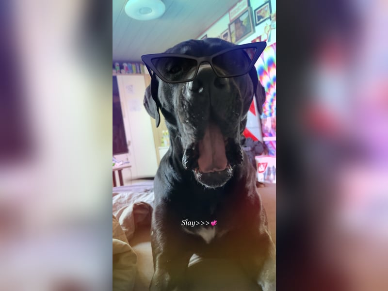 Kenzo- Ein treuer Begleiter sucht ein liebevolles zuhause
