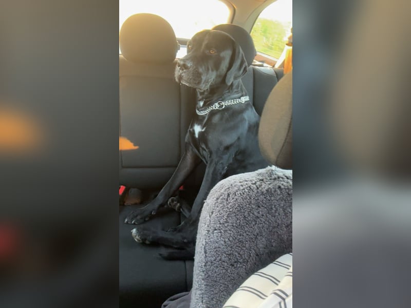 Kenzo- Ein treuer Begleiter sucht ein liebevolles zuhause