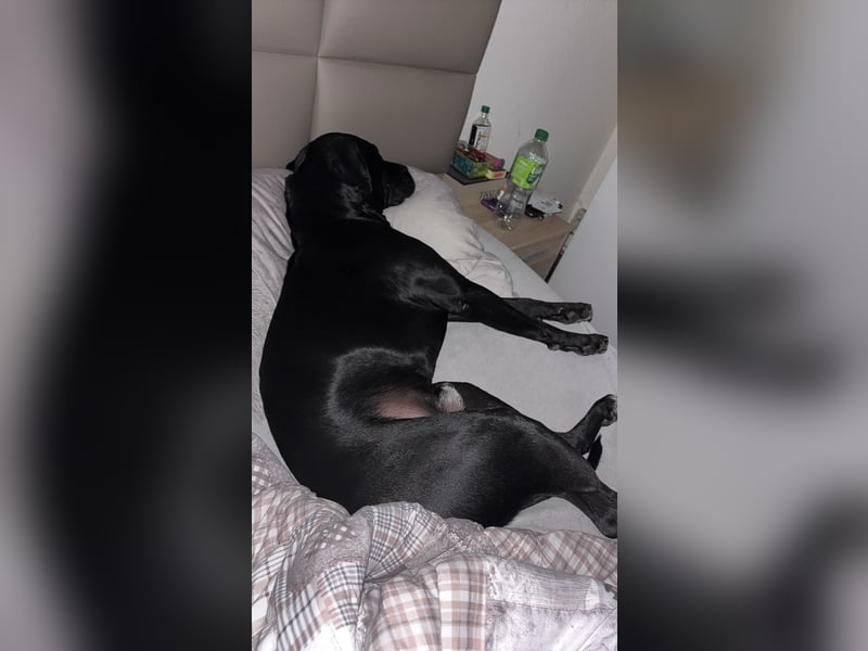 Kenzo- Ein treuer Begleiter sucht ein liebevolles zuhause