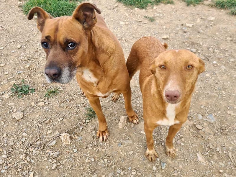 BARELLI- absoluter Menschenfreund, verschmust, freundlich, ruhig, stubenrein,  sucht "sein Zuhause"