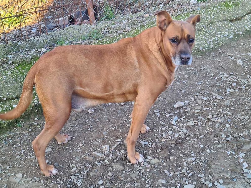 BARELLI- absoluter Menschenfreund, verschmust, freundlich, ruhig, stubenrein,  sucht "sein Zuhause"