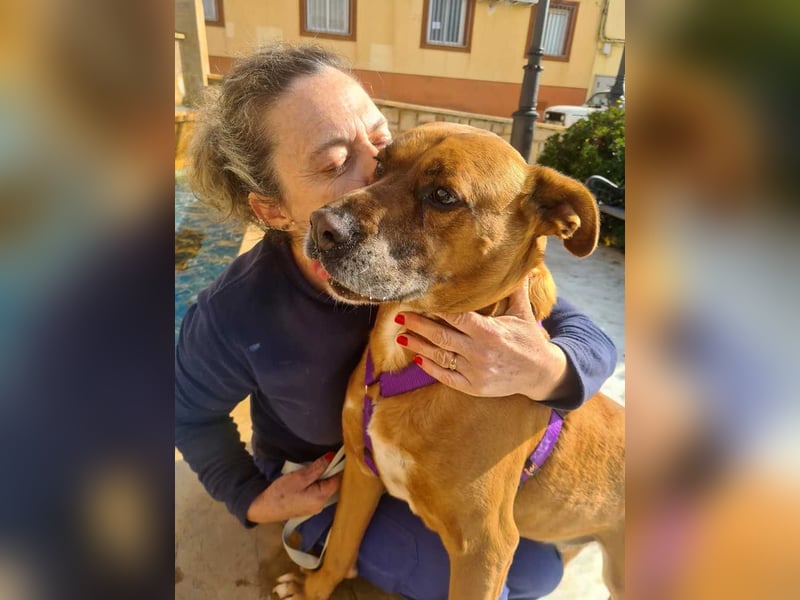 BARELLI- absoluter Menschenfreund, verschmust, freundlich, ruhig, stubenrein,  sucht "sein Zuhause"