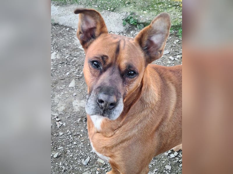 BARELLI- absoluter Menschenfreund, verschmust, freundlich, ruhig, stubenrein,  sucht "sein Zuhause"