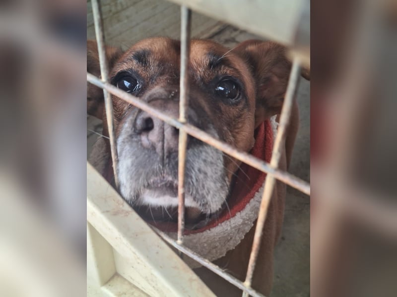 BARELLI- absoluter Menschenfreund, verschmust, freundlich, ruhig, stubenrein,  sucht "sein Zuhause"