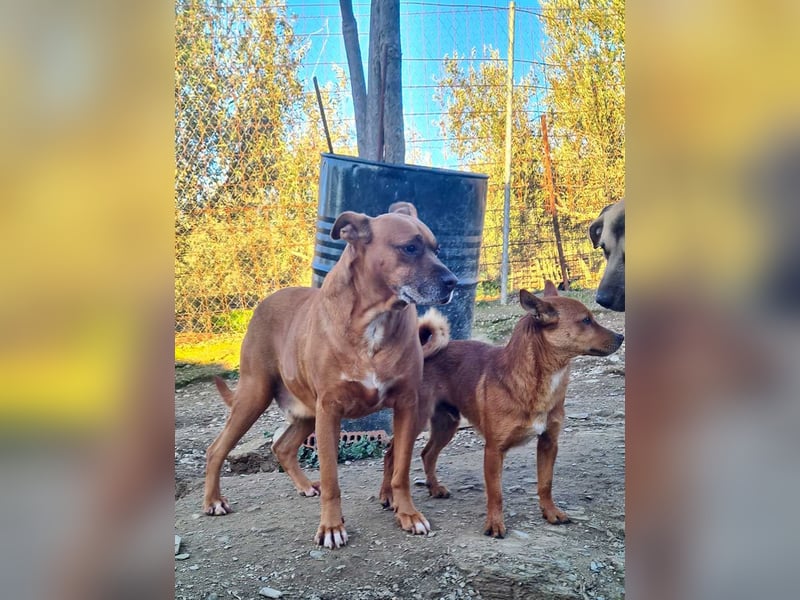 BARELLI- absoluter Menschenfreund, verschmust, freundlich, ruhig, stubenrein,  sucht "sein Zuhause"