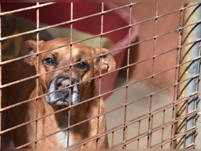 BARELLI- absoluter Menschenfreund, verschmust, freundlich, ruhig, stubenrein,  sucht "sein Zuhause"