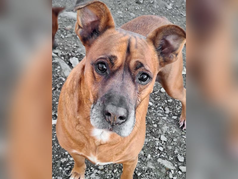 BARELLI- absoluter Menschenfreund, verschmust, freundlich, ruhig, stubenrein,  sucht "sein Zuhause"