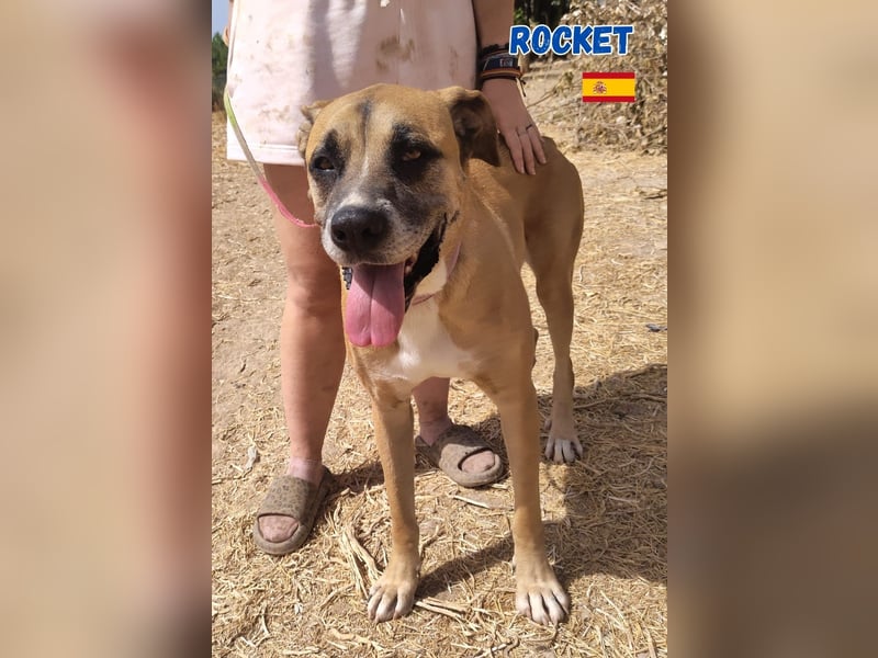 Rocket - gesellig und ausgeglichen