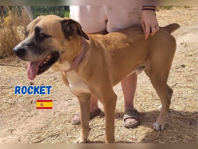 Rocket - gesellig und ausgeglichen