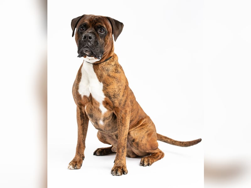 "Buddy", männlich, Boxermix, geb. 02.08.21, 60 cm