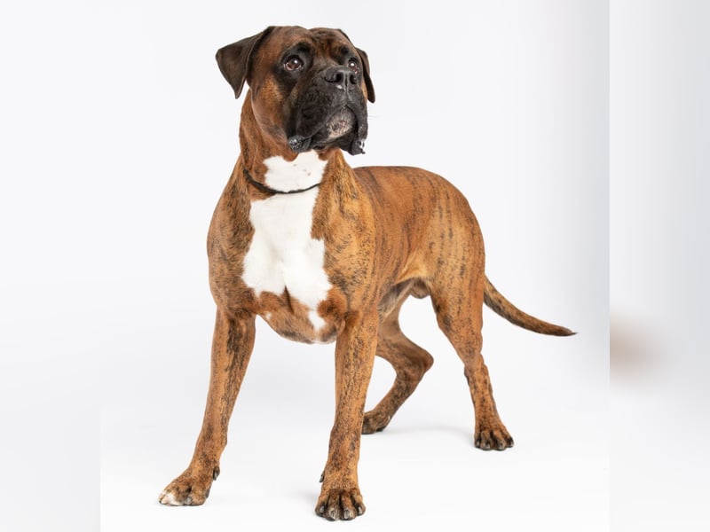 "Buddy", männlich, Boxermix, geb. 02.08.21, 60 cm