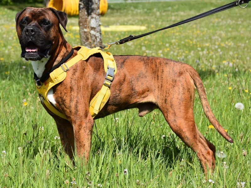 "Buddy", männlich, Boxermix, geb. 02.08.21, 60 cm