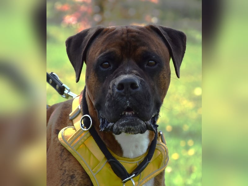 "Buddy", männlich, Boxermix, geb. 02.08.21, 60 cm