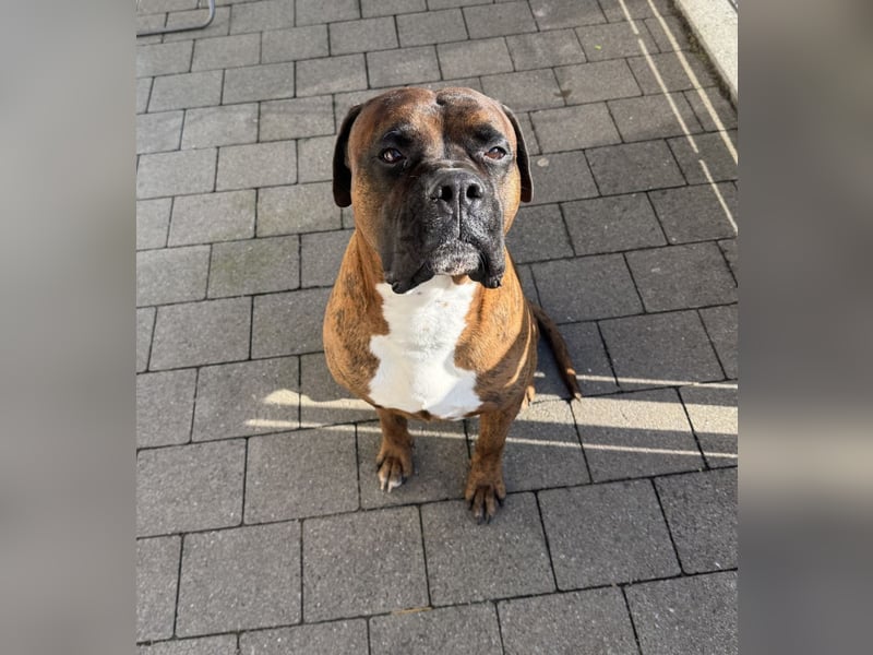 "Buddy", männlich, Boxermix, geb. 02.08.21, 60 cm