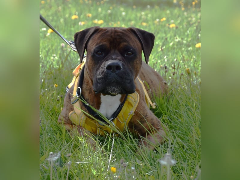 "Buddy", männlich, Boxermix, geb. 02.08.21, 60 cm