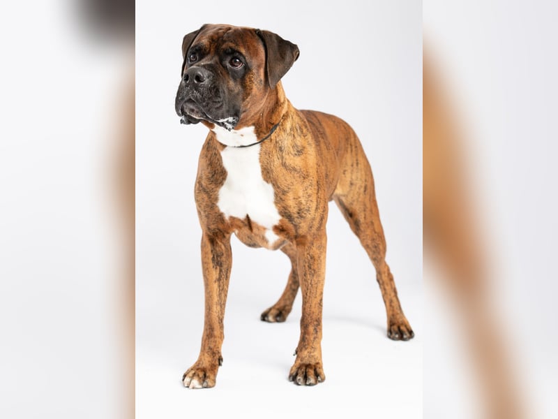 "Buddy", männlich, Boxermix, geb. 02.08.21, 60 cm