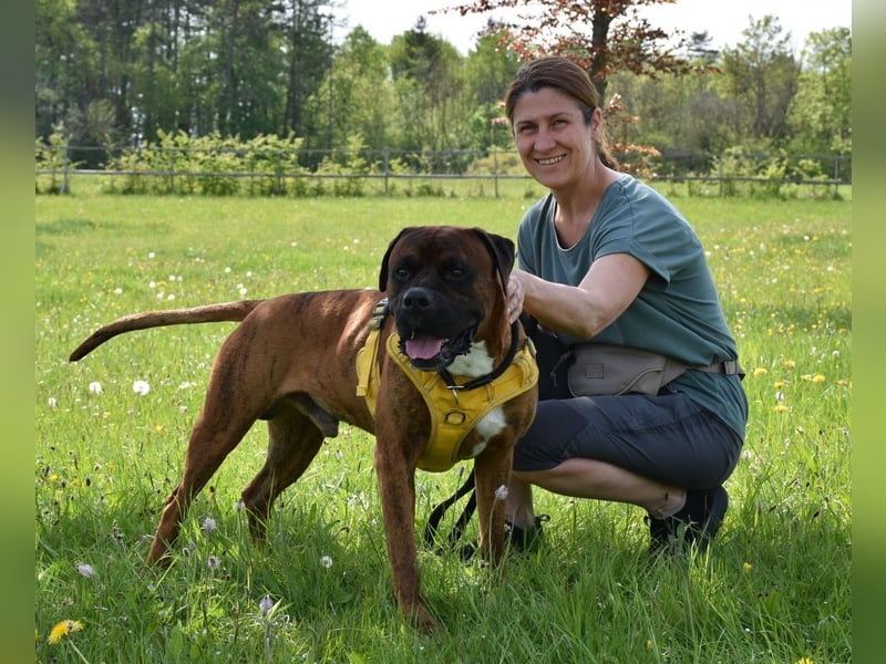 "Buddy", männlich, Boxermix, geb. 02.08.21, 60 cm