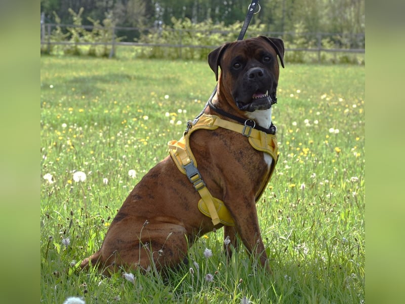 "Buddy", männlich, Boxermix, geb. 02.08.21, 60 cm