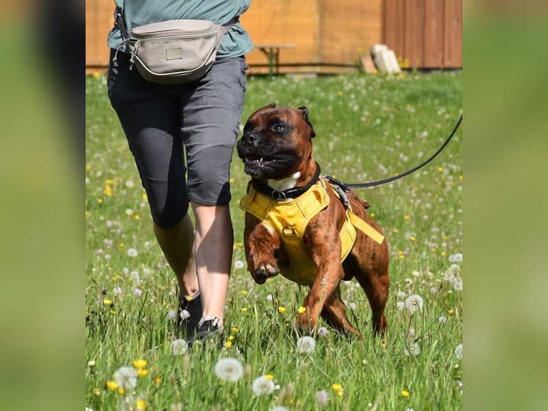 "Buddy", männlich, Boxermix, geb. 02.08.21, 60 cm