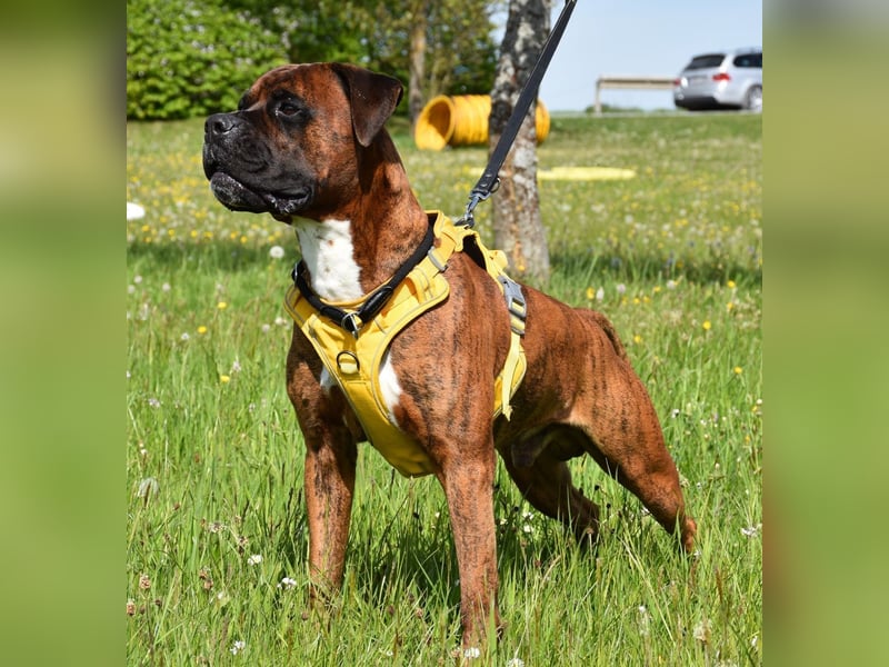 "Buddy", männlich, Boxermix, geb. 02.08.21, 60 cm