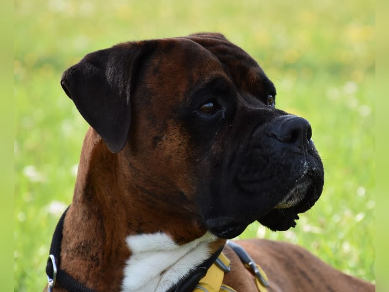 "Buddy", männlich, Boxermix, geb. 02.08.21, 60 cm