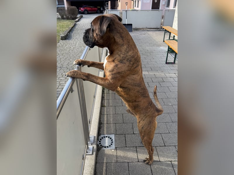 "Buddy", männlich, Boxermix, geb. 02.08.21, 60 cm